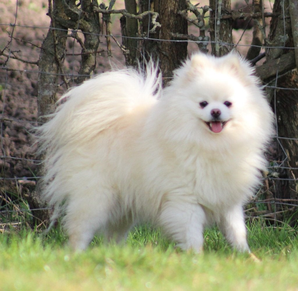Pomeriaan, Parvo, Nederland, Keeshond, Teef