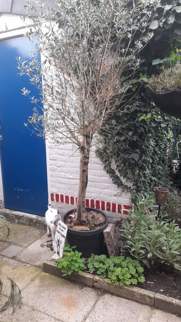 Olijfboom olijf (olea europea) hoogstam ca. 2.20 m in pot, Ophalen of Verzenden, 100 tot 250 cm, Olijfboom, Zomer