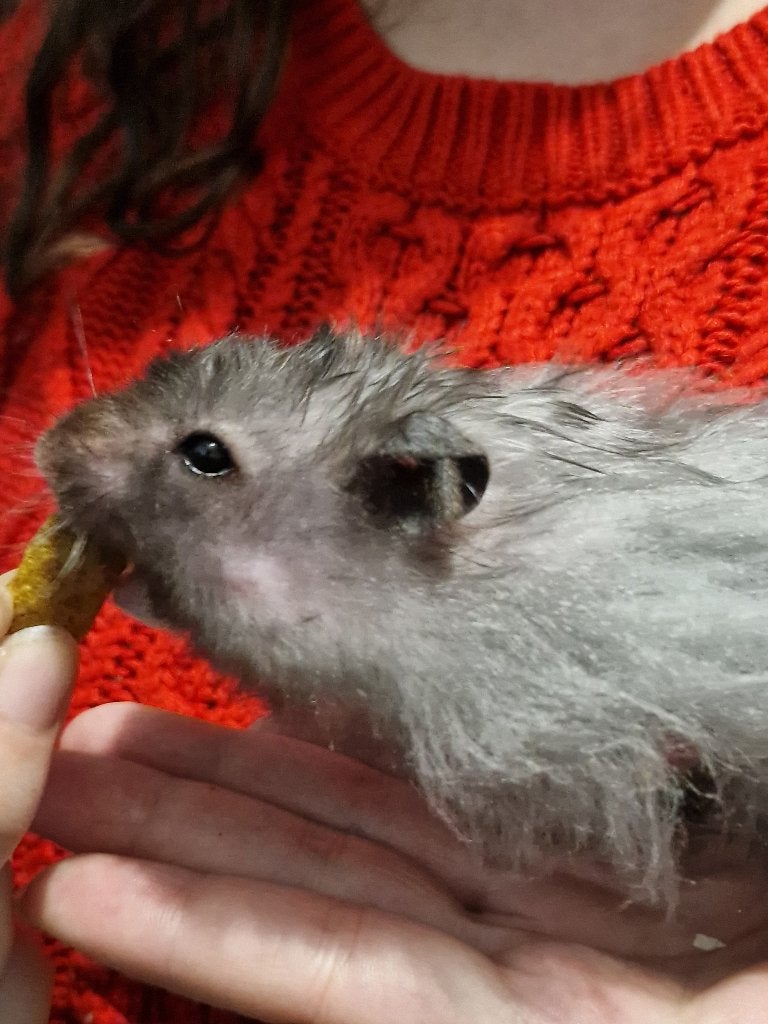 Lief huisje voor Syrische hamster, Dieren en Toebehoren, Hamster, Juni, Mannelijk, Tam