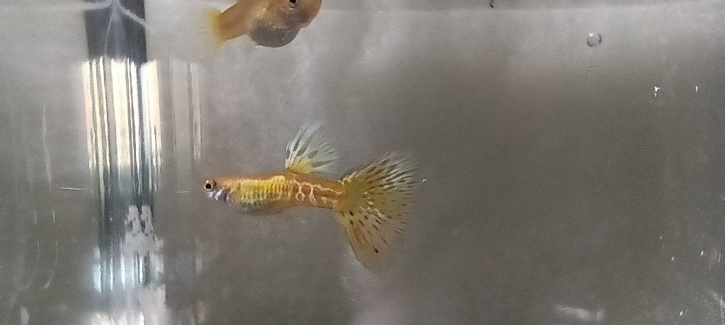 RASZUIVERE UNIEKE GUPPEN, Vis, Zoetwatervis
