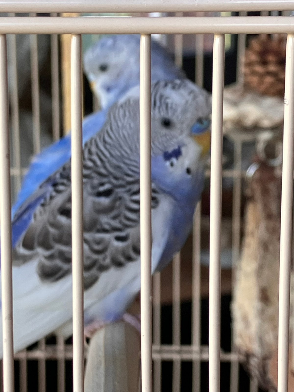 2 x jonge- Blauw, Dieren en Toebehoren, Vogels | Parkieten en Papegaaien, Meerdere dieren, Parkiet