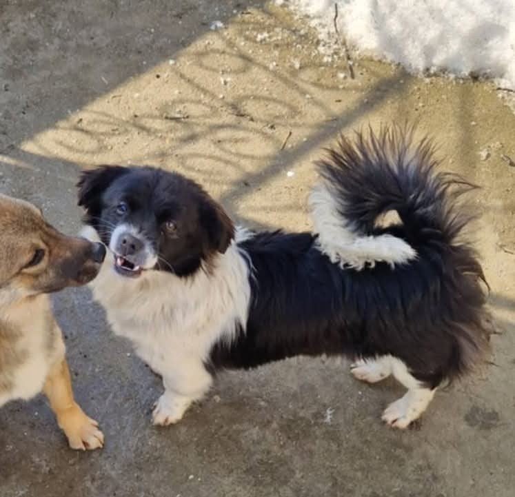 Kleine Runa ter adoptie, Dieren en Toebehoren, Parvo, Particulier, 15 weken tot 1 jaar, Buitenland