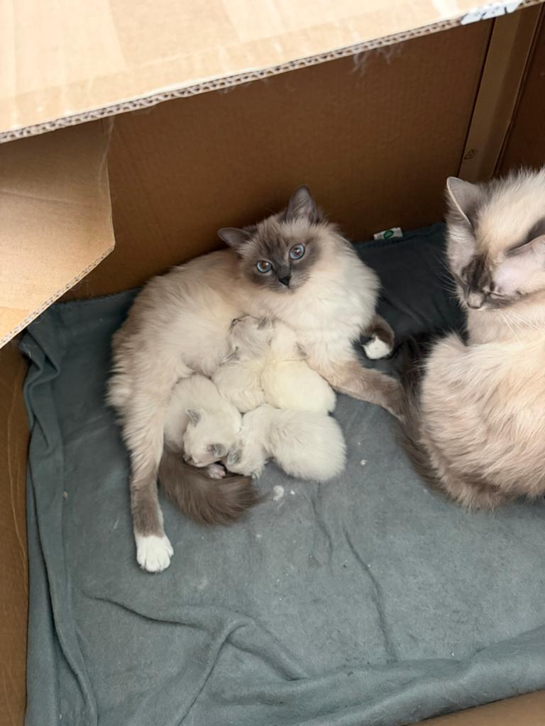 Heilige birmaan blue point!, Dieren en Toebehoren, Katten en Kittens | Raskatten | Korthaar, Poes, Ingeënt