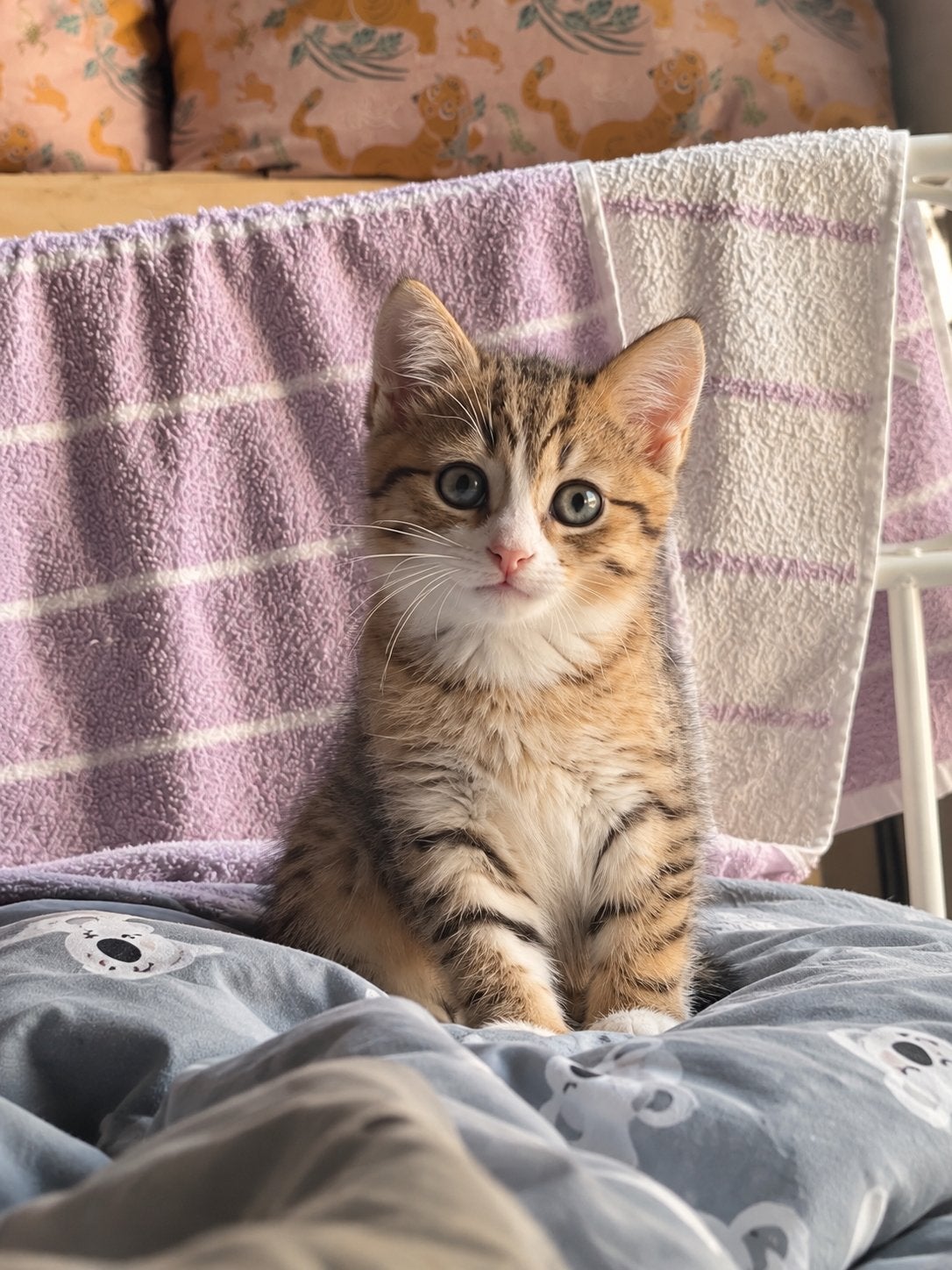 Britse korthaar x poesje, Poes