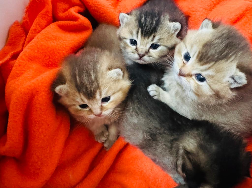 Te koop raszuivere golden shaded britse korthaar kittens, Meerdere dieren, Gechipt, 0 tot 2 jaar