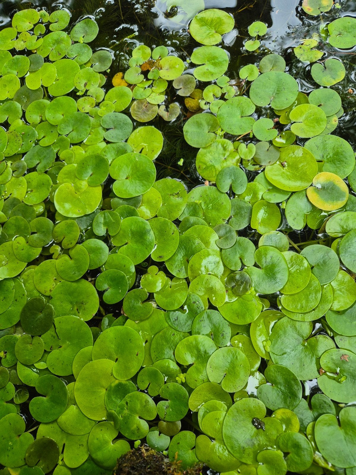 Kikkerbeet " Vijverdrijfplantjes per 20 Stuks, Tuin en Terras, Vijvers, Ophalen, Nieuw