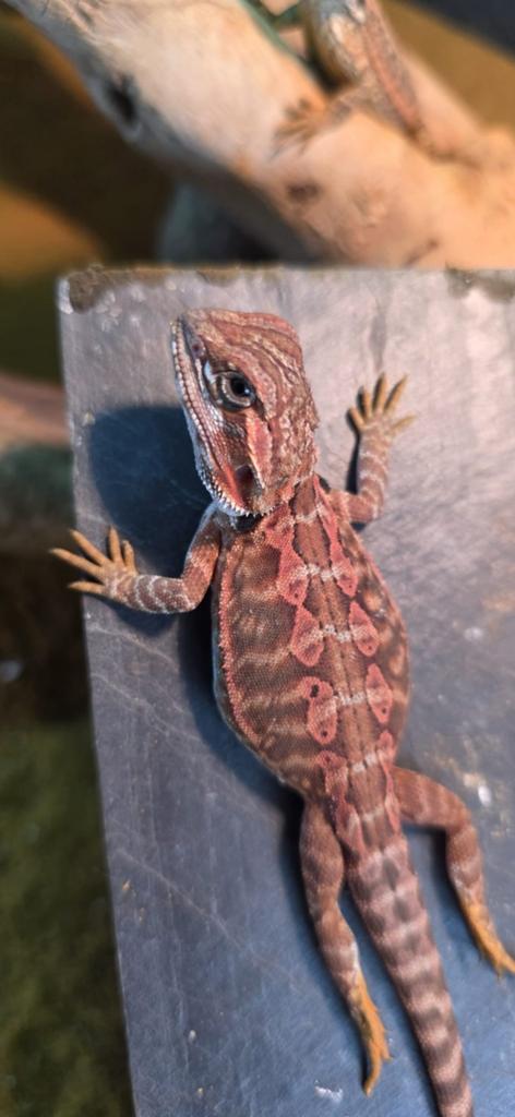Binnenkort jonge baardagamen., Dieren en Toebehoren, 0 tot 2 jaar