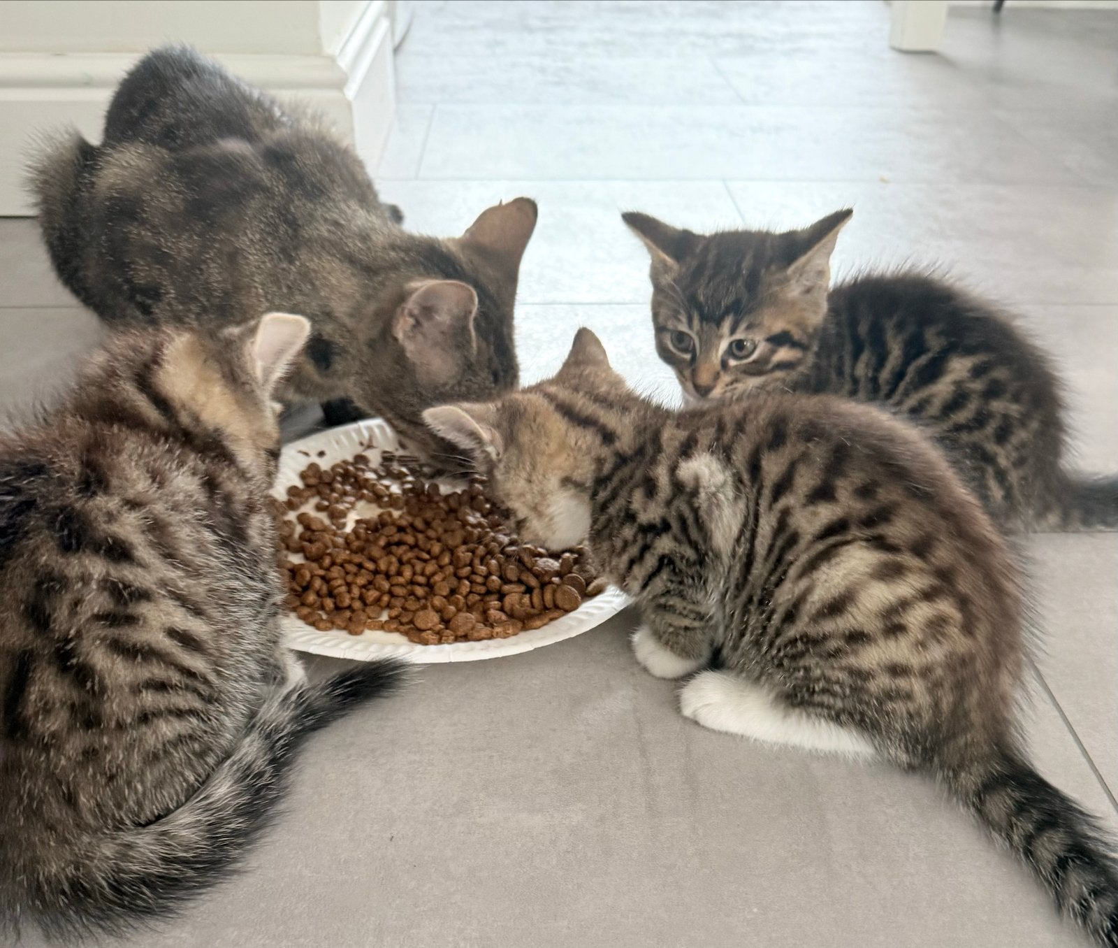 3 schattige kittin 9 maandelijks, Dieren en Toebehoren, Katten en Kittens | Overige Katten, 0 tot 2 jaar