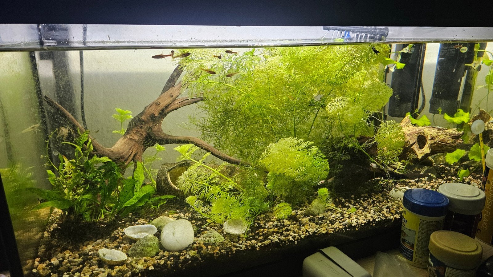 aquarium 60 liter, Dieren en Toebehoren, Ophalen, Inclusief deksel, Gevuld zoetwateraquarium