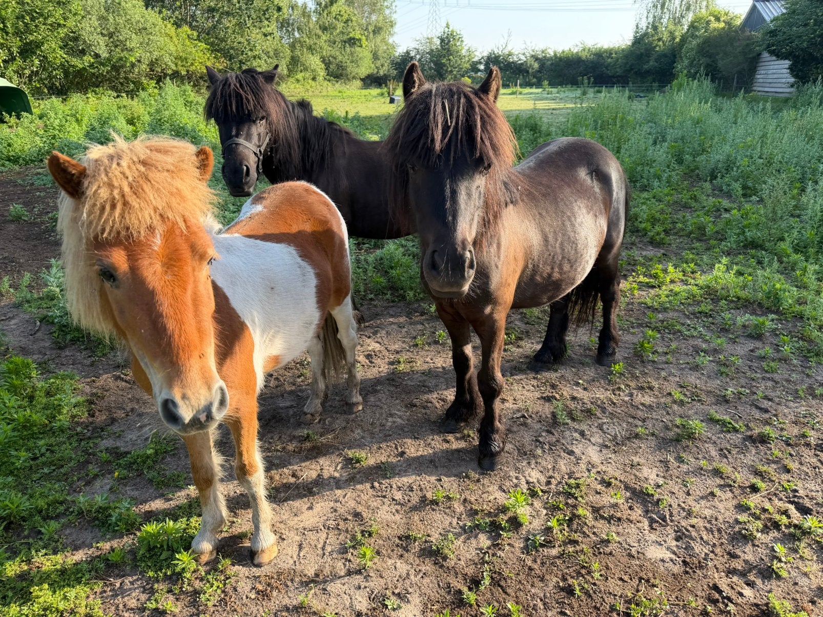 Shetlanders, ruintjes, 3 en 4 jaar, Dieren en Toebehoren, Met stamboom, Ruin, A pony (tot 1.17m), 3 tot 6 jaar