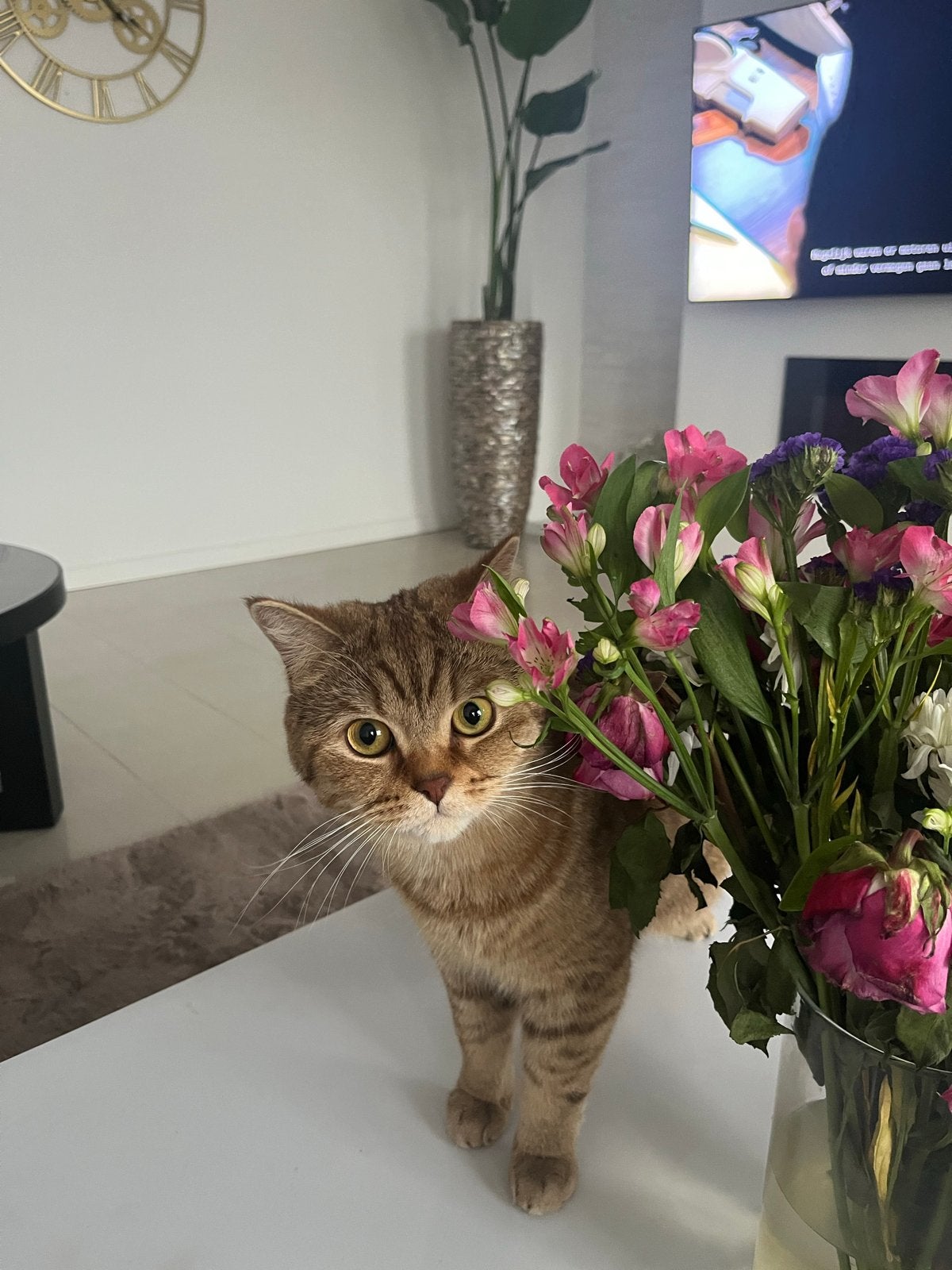 Ik verkoop mijn kat de reed dat niet kan zorgen, Kater