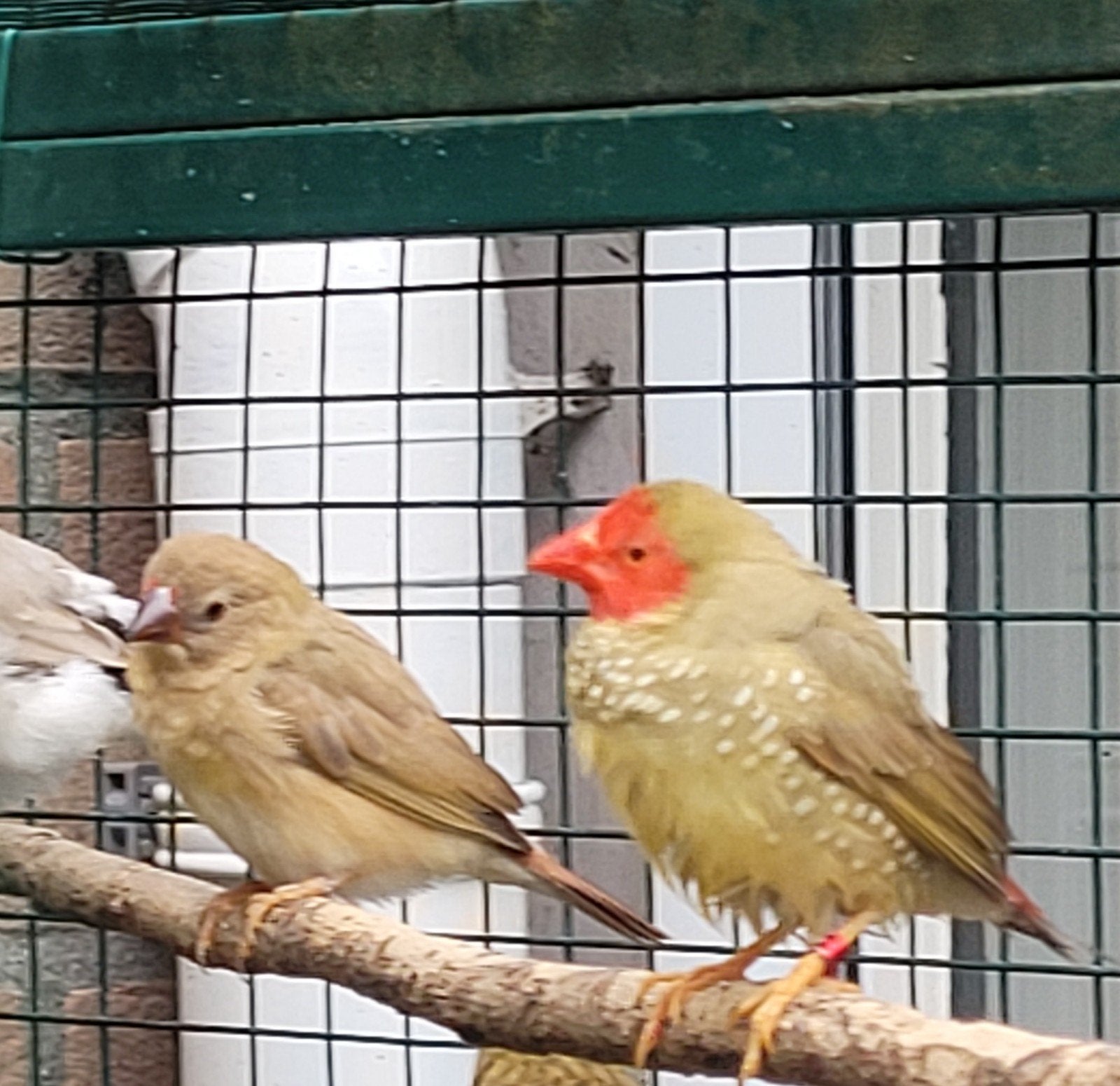Binsenastrilde man, Dieren en Toebehoren, Mannelijk, Tropenvogel
