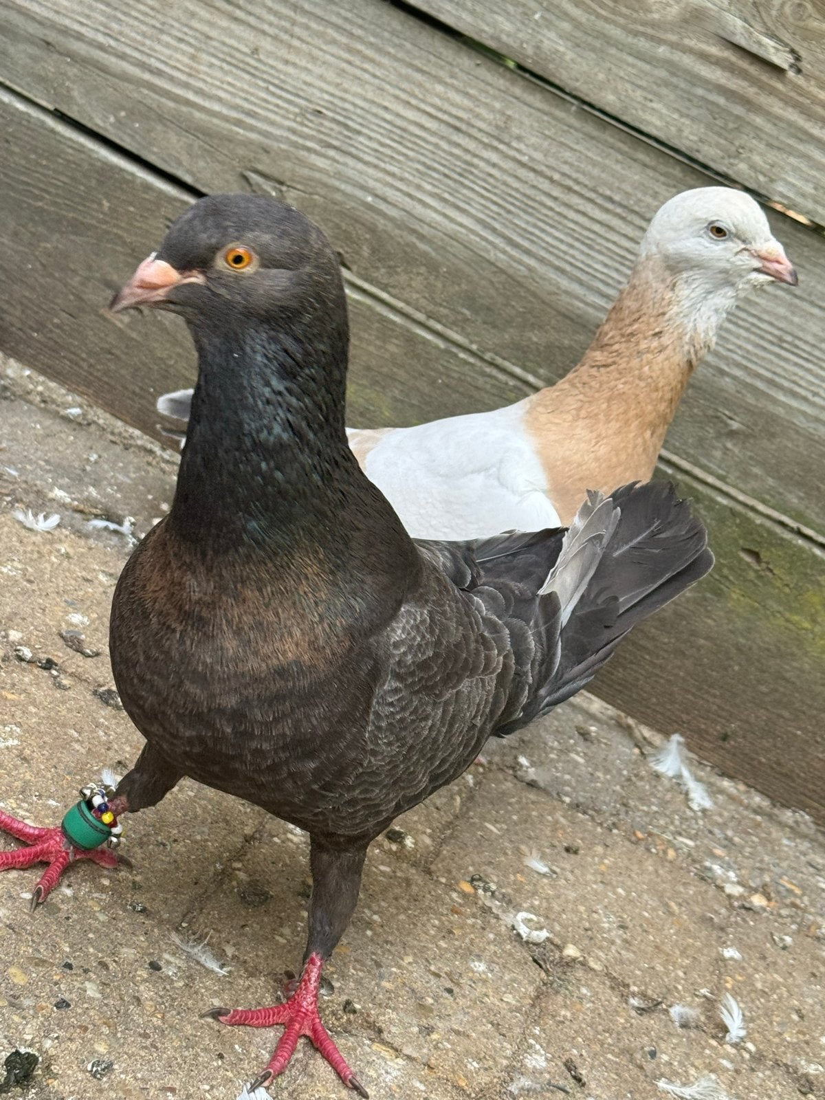 Een paar sierduiven, Dieren en Toebehoren, Vogels | Duiven, Meerdere dieren, Overige soorten