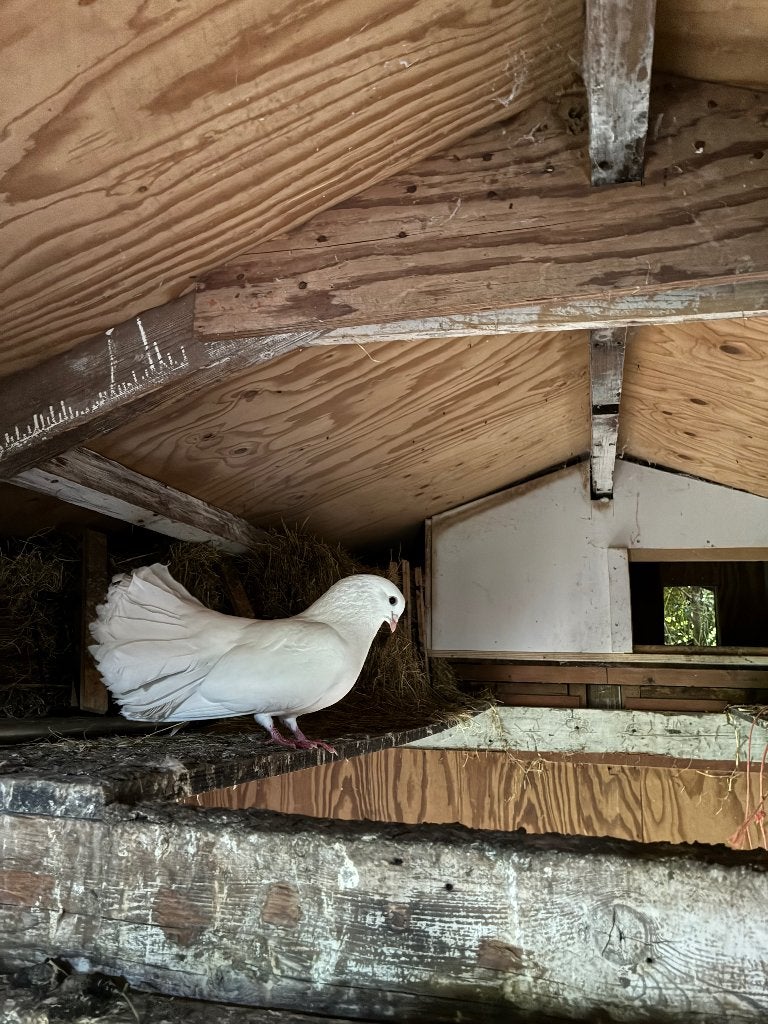 Pauwstaarten, Dieren en Toebehoren, Vogels | Duiven, Meerdere dieren, Overige soorten