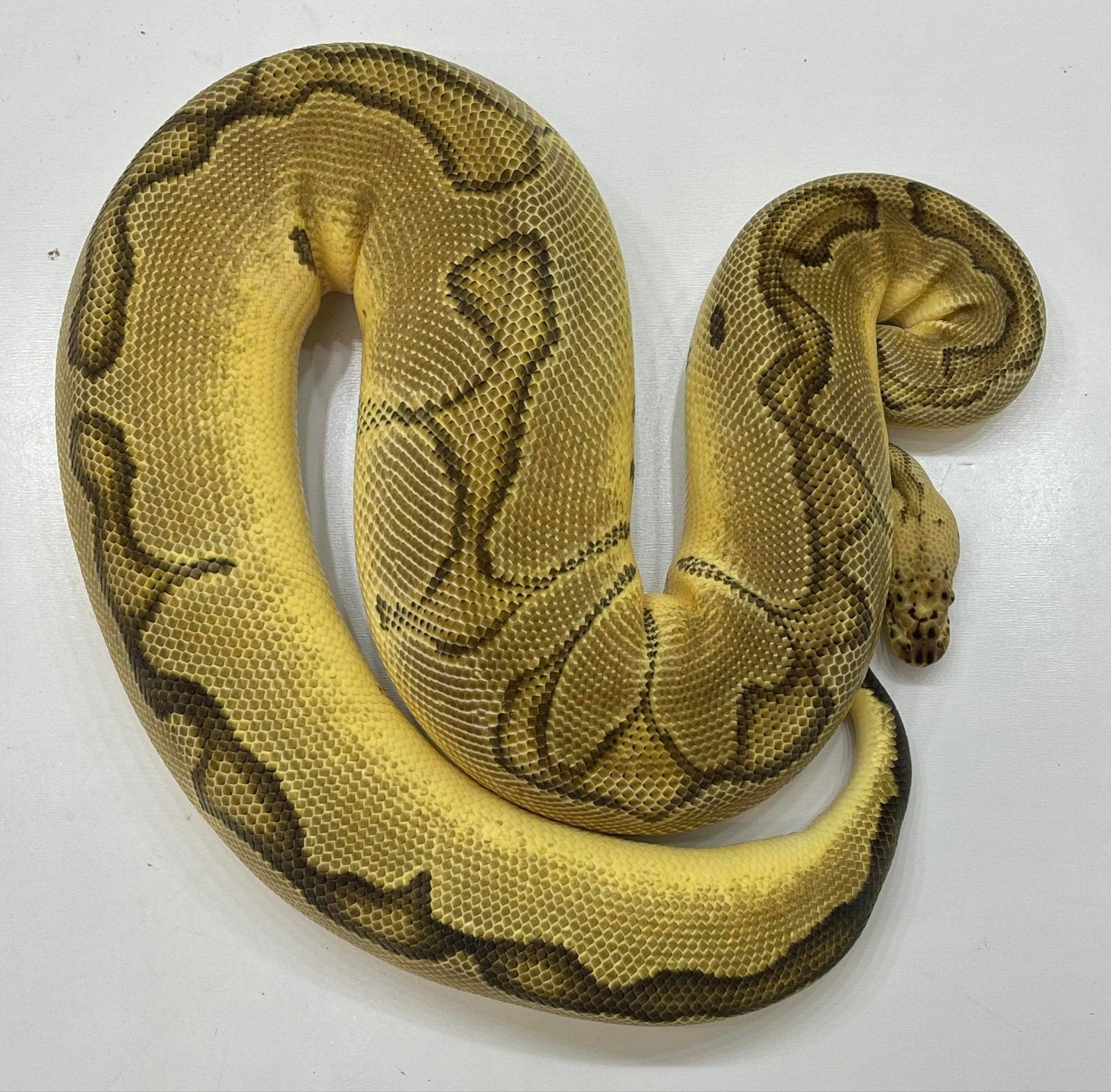 Volwassen Ball Python, Koningspython,  PythonRegius vrouw Ball Python - female for sale from S.K.