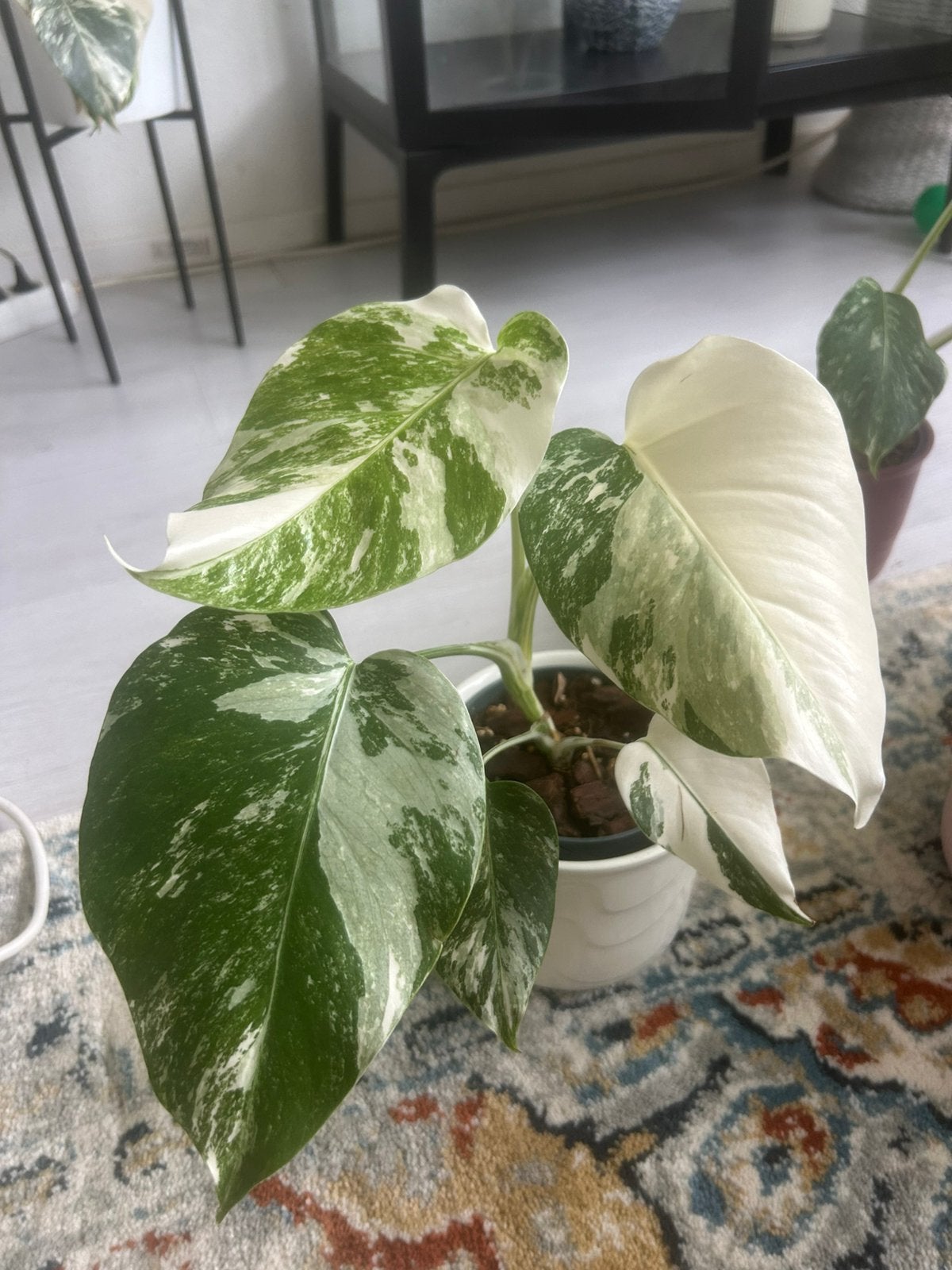 Monstera abo variegata, Huis en Inrichting, Kamerplanten, Overige soorten, In pot, Minder dan 100 cm, Groene kamerplant