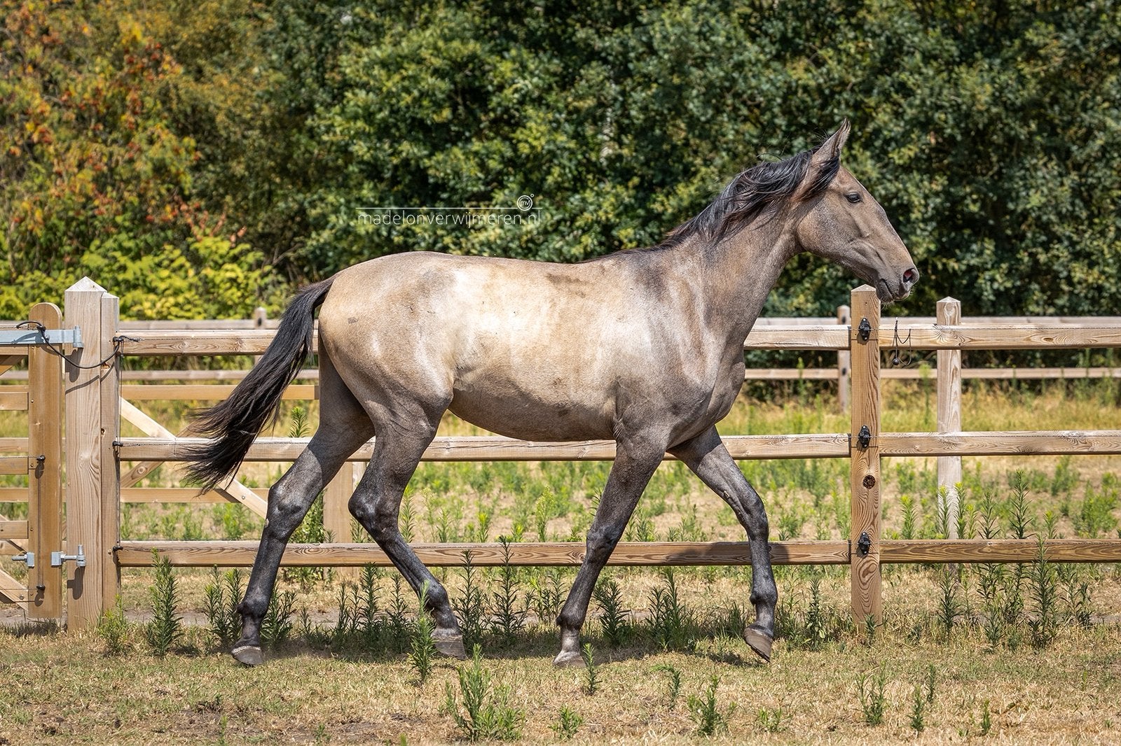 Te koop: Maravilla - krachtige PRE jaarlingmerrie, Dieren en Toebehoren, Merrie, Dressuurpaard, Ontwormd, 0 tot 2 jaar