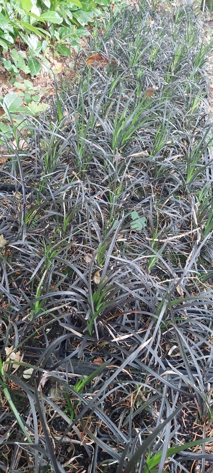 Zwarte Slangenbaard - Siergras voor een unieke tuin, Tuin en Terras, Ophalen, Vaste plant, Siergrassen, Halfschaduw