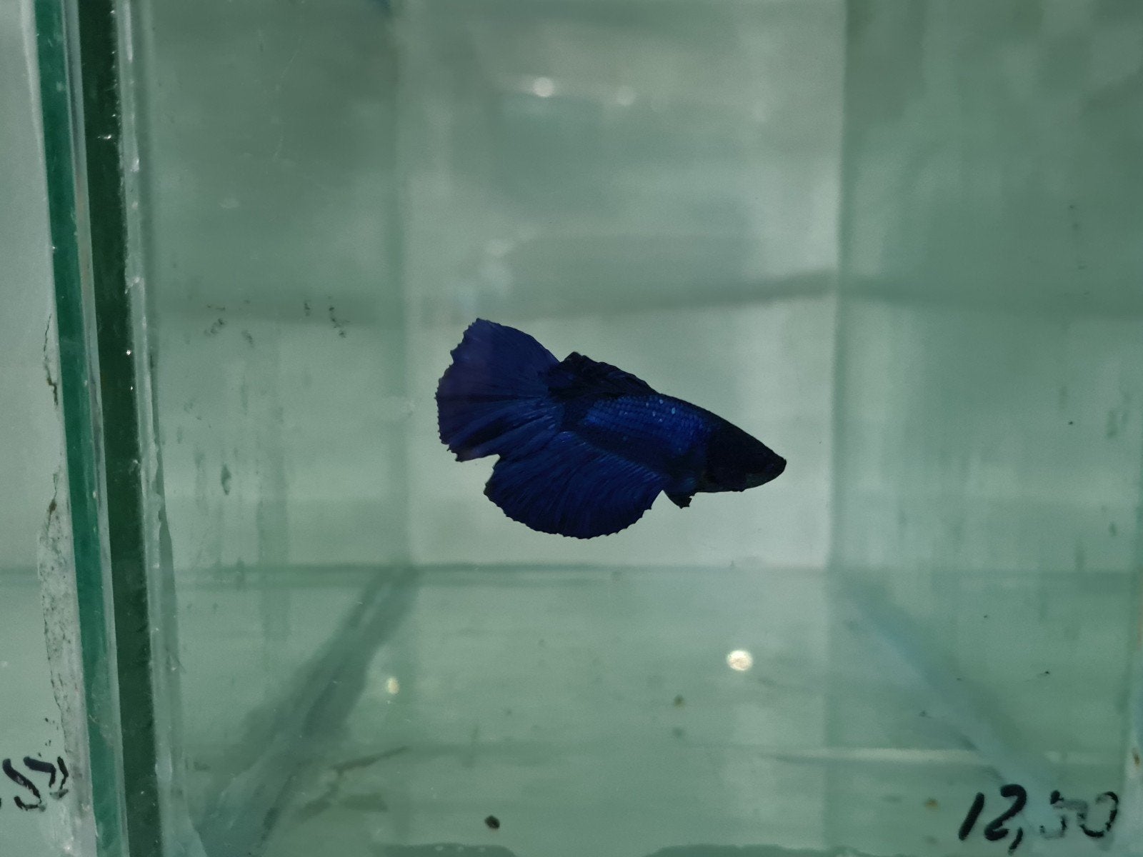 Betta Splendens Super Delta Kempvis man, Dieren en Toebehoren, Vis, Zoetwatervis