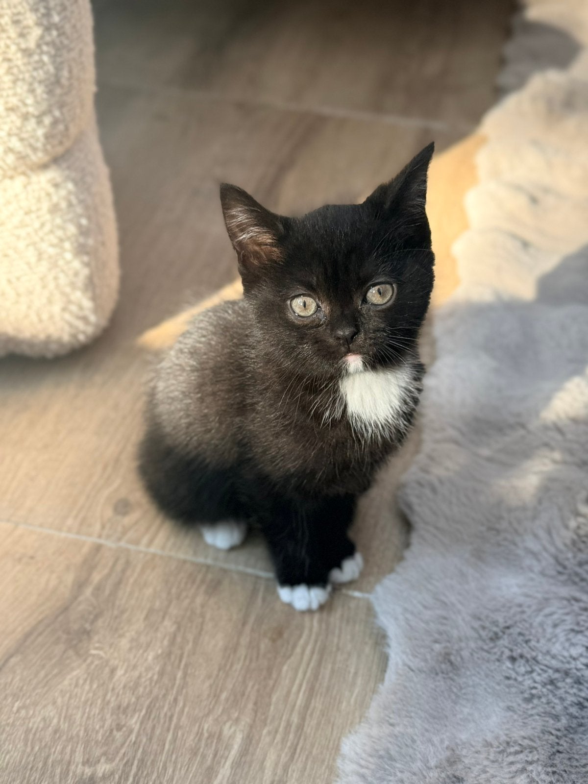 Britse korthaar kitten, mag meteen weg!, Dieren en Toebehoren, Katten en Kittens | Raskatten | Langhaar, Meerdere dieren, Ontwormd