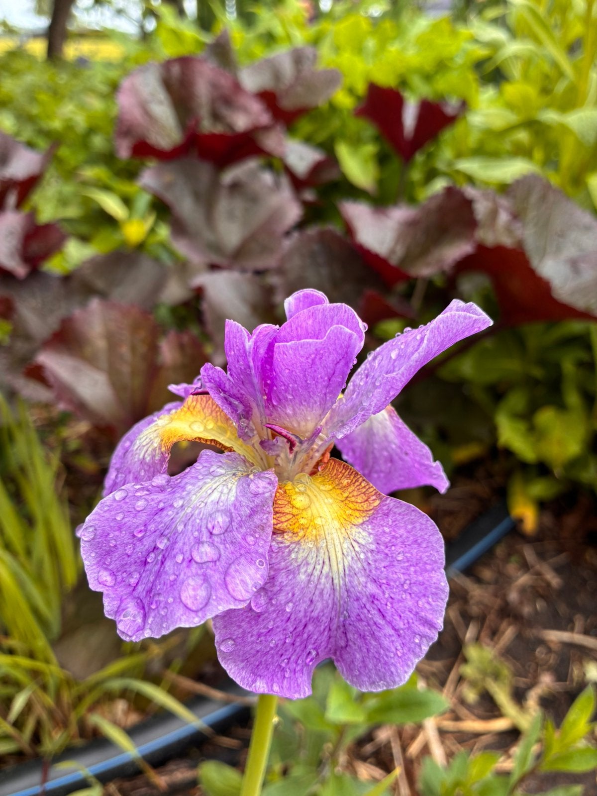 Iris germanica - Baardiris - lila/gele bloemen bio, Volle zon, Vaste plant, Lente, Ophalen
