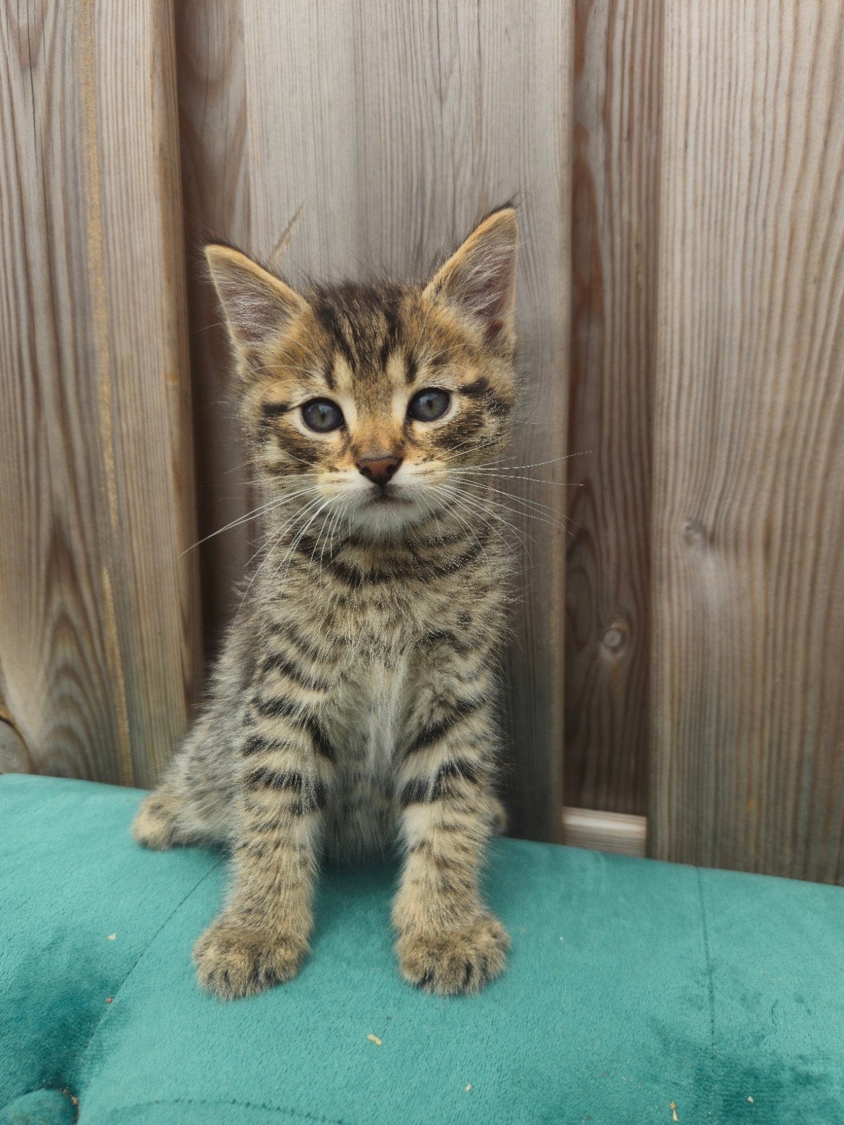 4 lieve kittens!!!, Meerdere dieren