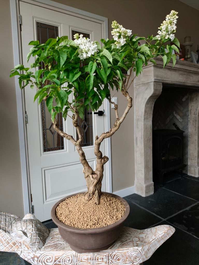 Sering Vulgaris Bonsai 80cm, Ophalen, Bloeit niet, Halfschaduw, Overige soorten