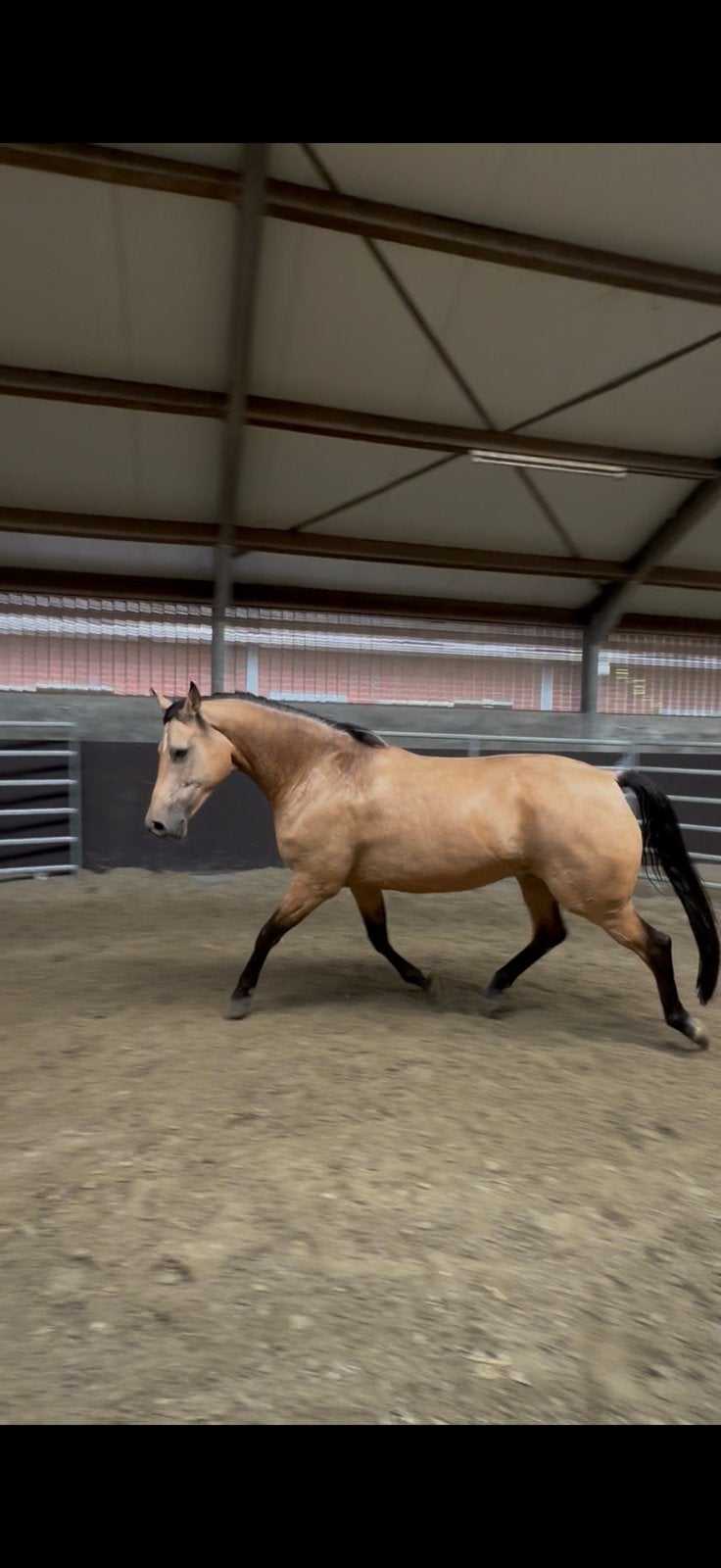 Goed thuis gezocht, Meerdere dieren, Niet van toepassing, Recreatiepaard