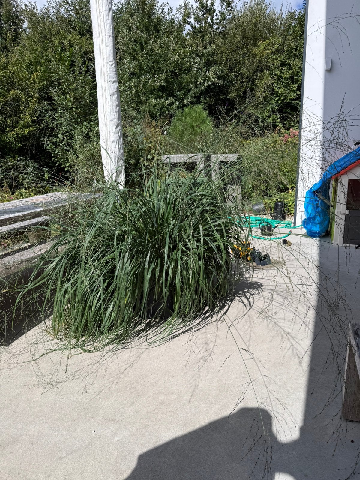 molinia arundinacea 'transparent’ siergras, Ophalen, Vaste plant, Siergrassen, Volle zon