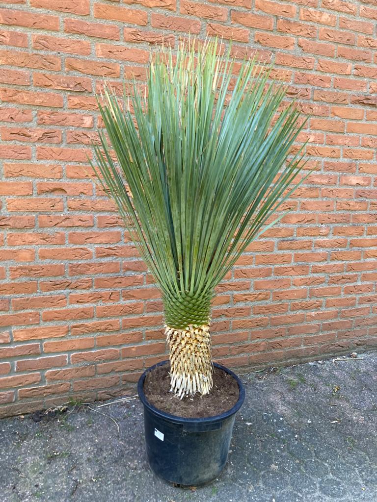 Yucca rostrata - Stamdikte 45/50 - Winterharde palm, Tuin en Terras, Planten | Tuinplanten, Overige soorten, Volle zon, Vaste plant