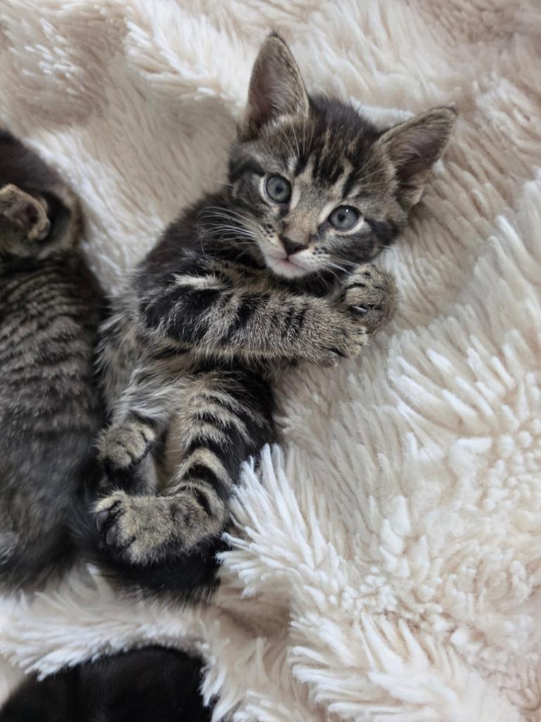 SUPERLIEVE SOCIALE HALF BENGAALSE KITTENS, Dieren en Toebehoren, Katten en Kittens | Raskatten | Korthaar