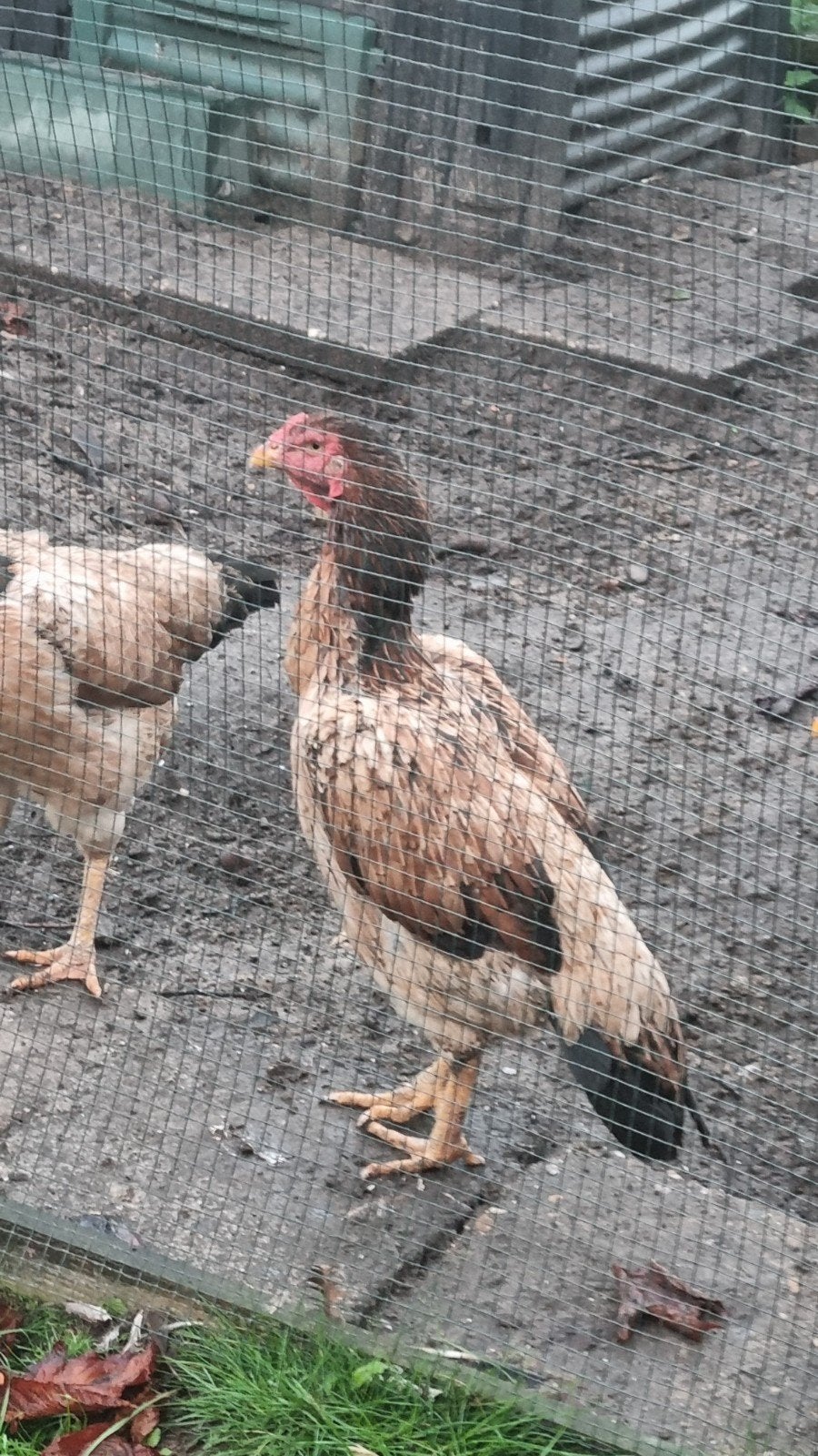 O Shamo, Aseel, Dieren en Toebehoren, Meerdere dieren, Kip