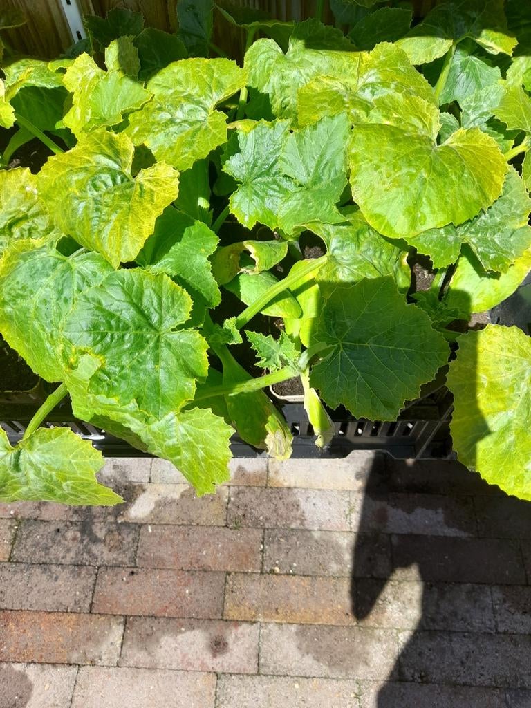 Div courget komkommer etc planten NU, Ophalen of Verzenden, Eenjarig, Groenteplanten, Volle zon