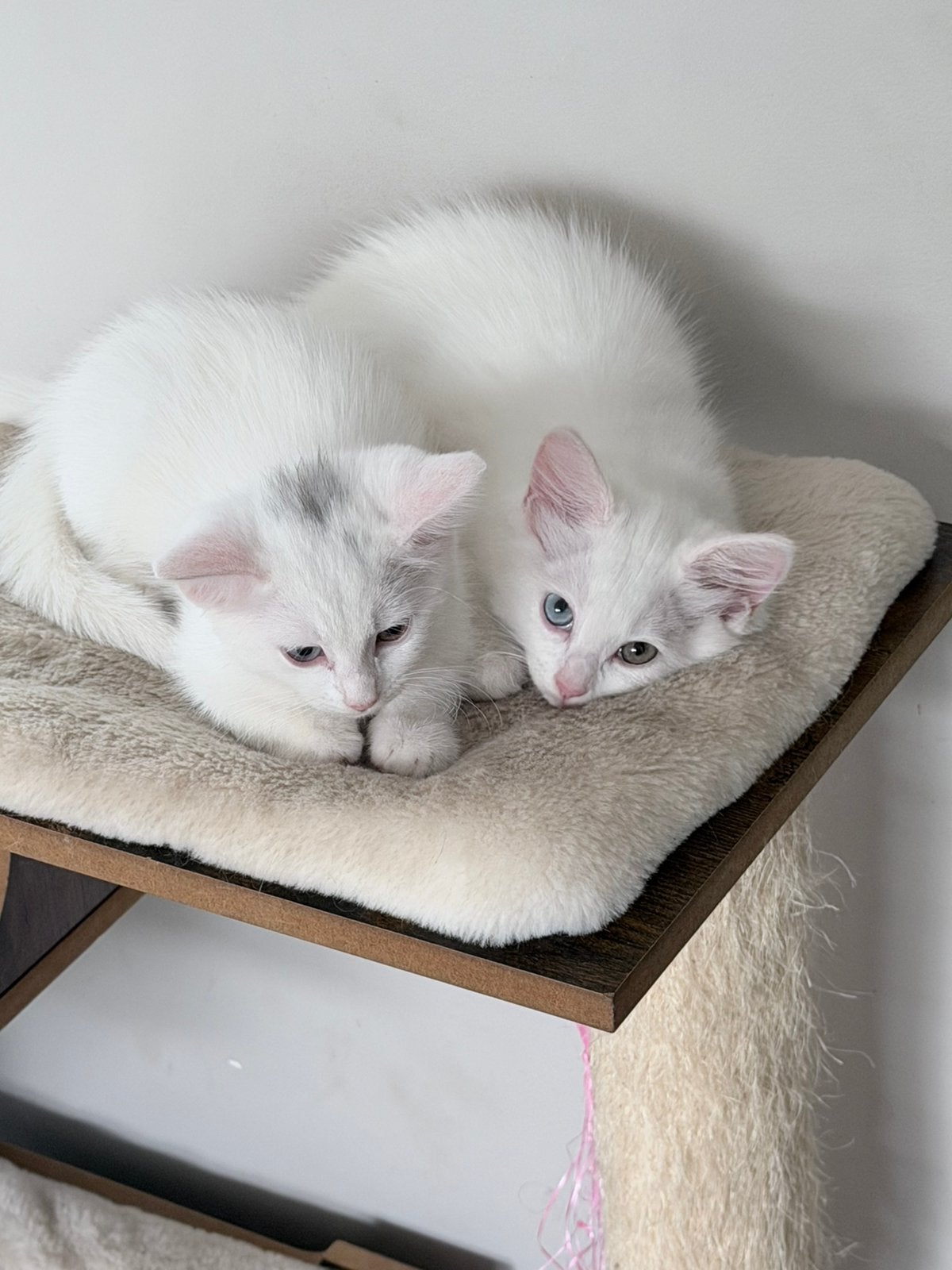 Ragdoll kittens wit met groen en blauw oog, Dieren en Toebehoren, Katten en Kittens | Raskatten | Korthaar, Poes, Gechipt, 0 tot 2 jaar