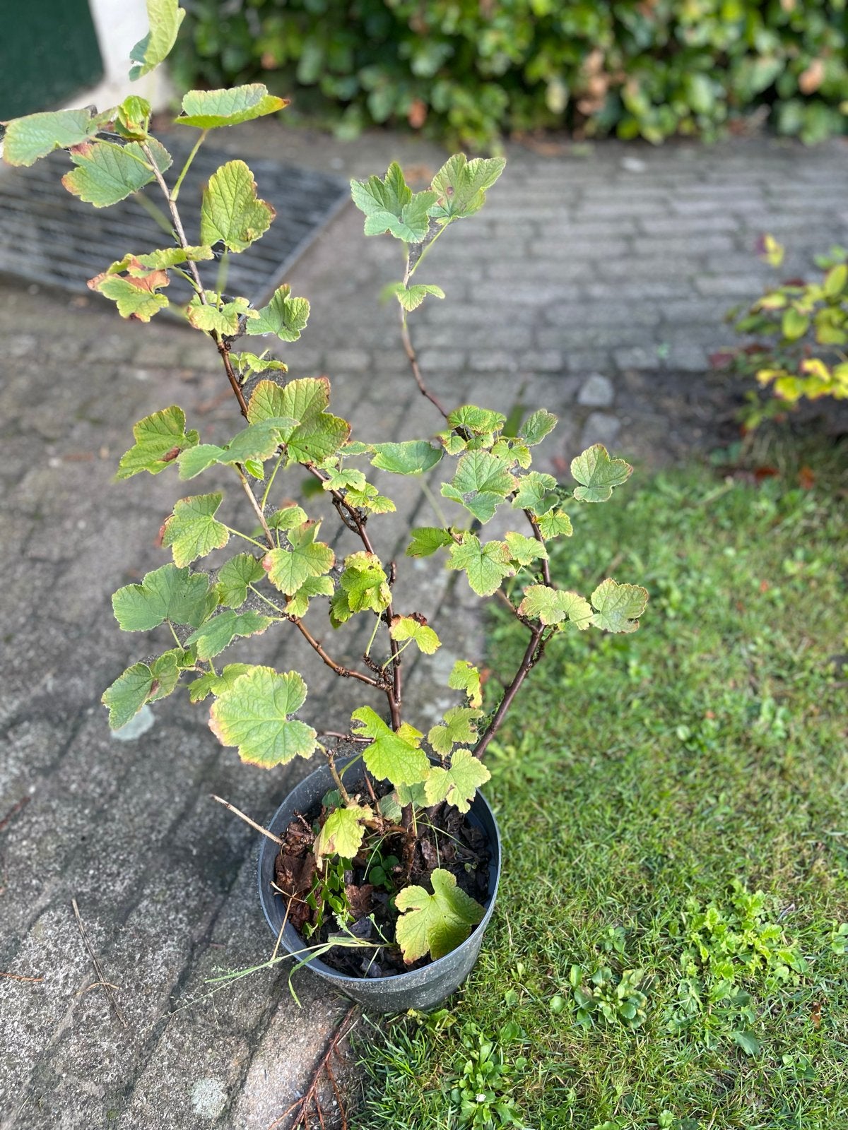 Rode Aalbes struik - Vers uit eigen tuin, Ophalen, Minder dan 100 cm, Lente, Overige soorten