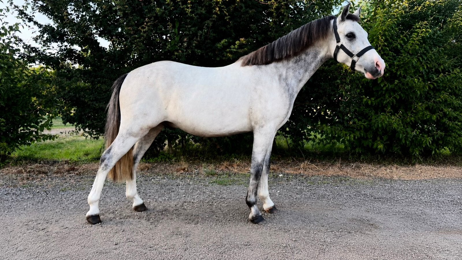 Prachtige A pony ruin met fantastische afstammeling, Ruin, 3 tot 6 jaar