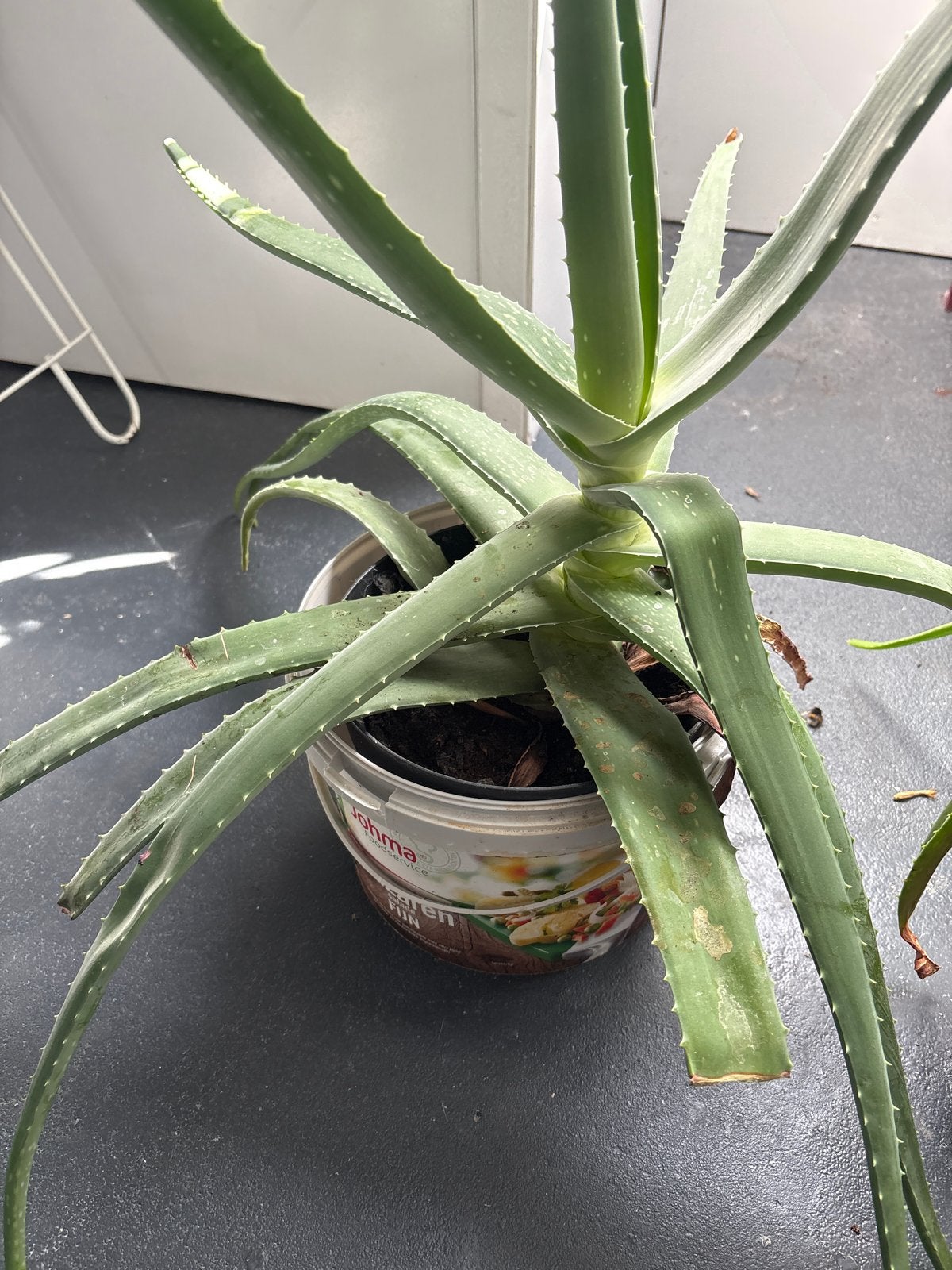 Grote Aloë Vera plant in pot, Huis en Inrichting, Ophalen, Vetplant, 100 tot 150 cm, In pot