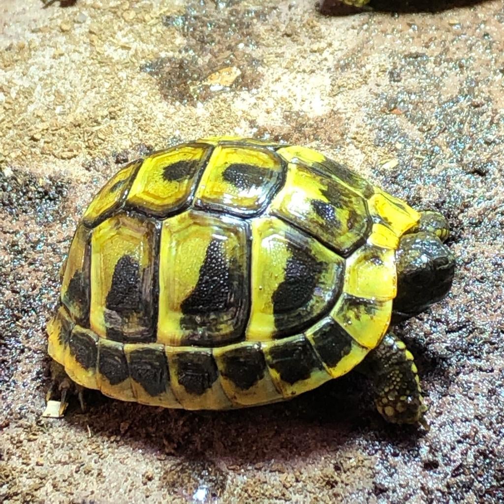 Griekse landschildpadden, Dieren en Toebehoren, Schildpad, 0 tot 2 jaar