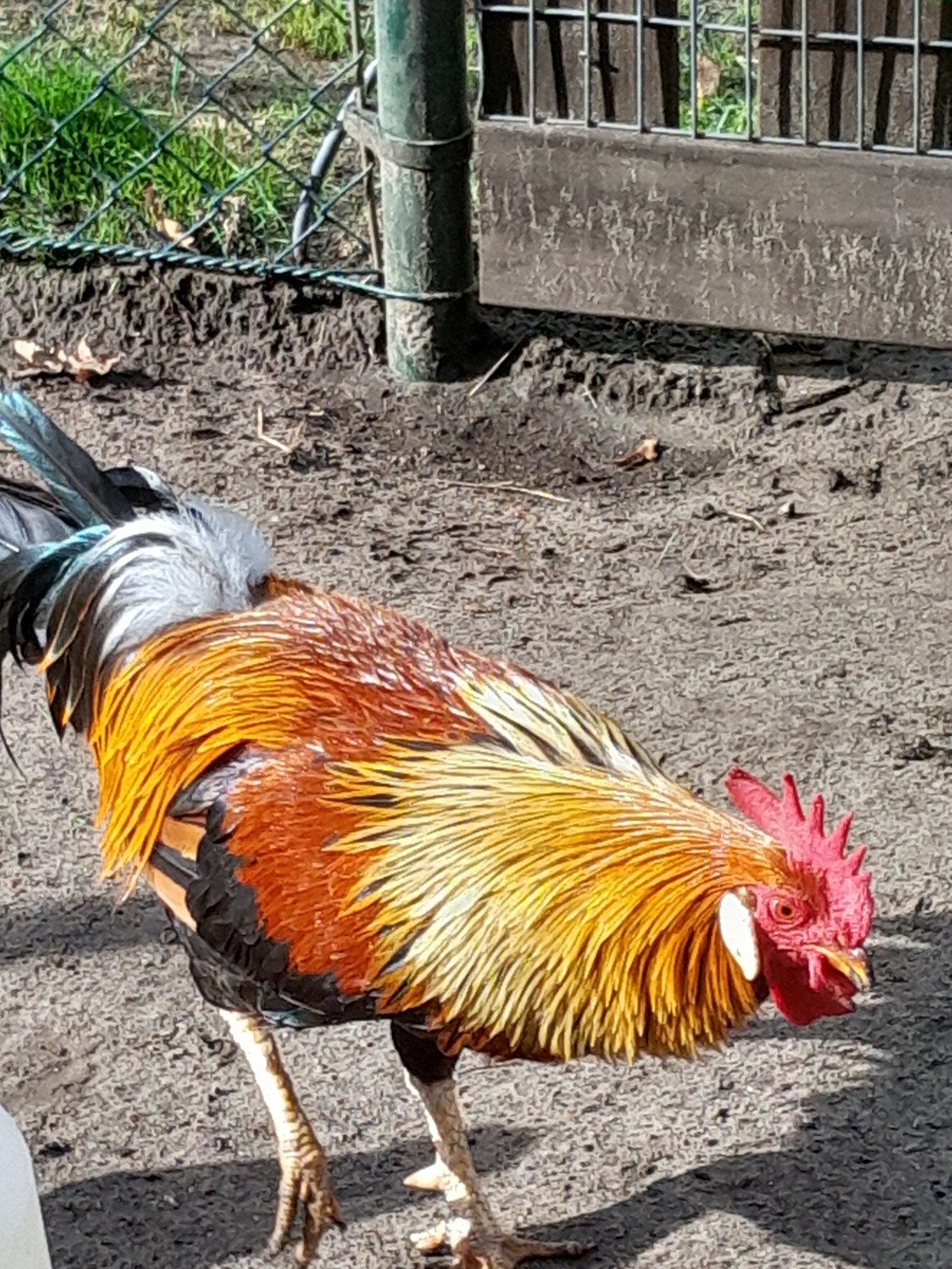 leghorn kippen, Dieren en Toebehoren, Pluimvee, Meerdere dieren, Kip