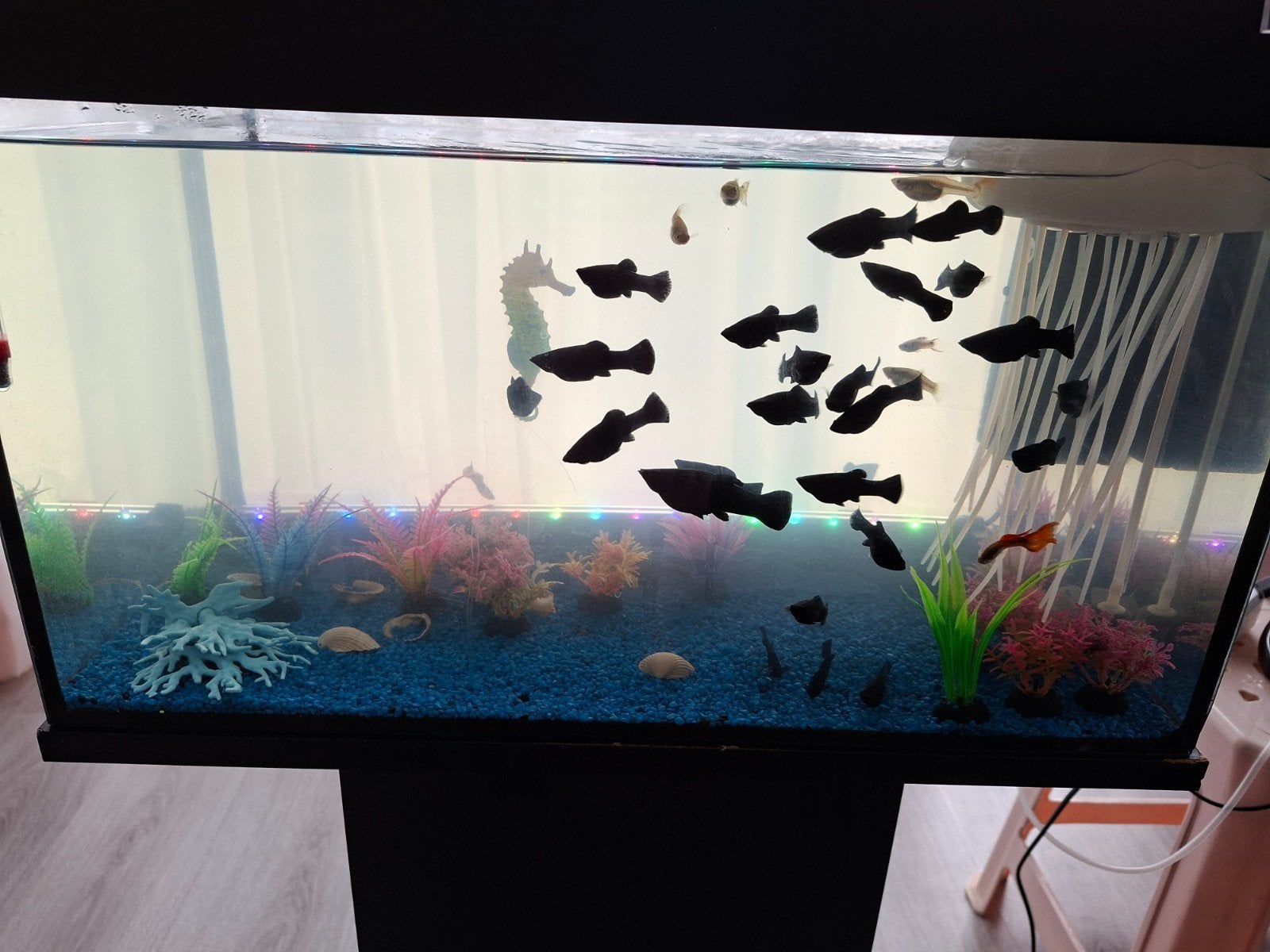 Black molly 1 eur p.st Utrecht max. 5, Ophalen of Verzenden