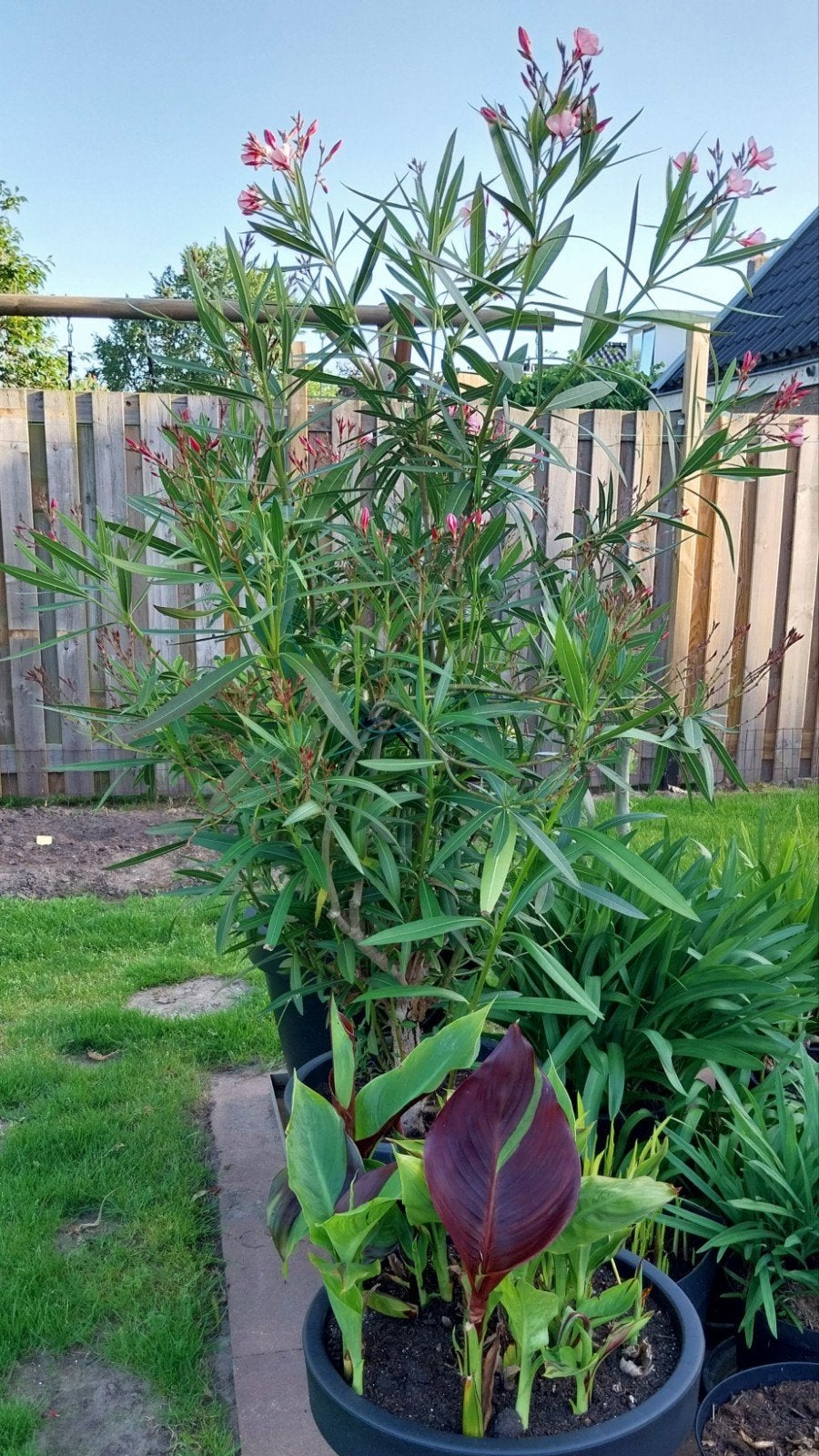 Grote mediterrane Oleander plant - 195 cm hoog, Tuin en Terras, Planten | Tuinplanten, Volle zon, Vaste plant, Zomer, Ophalen
