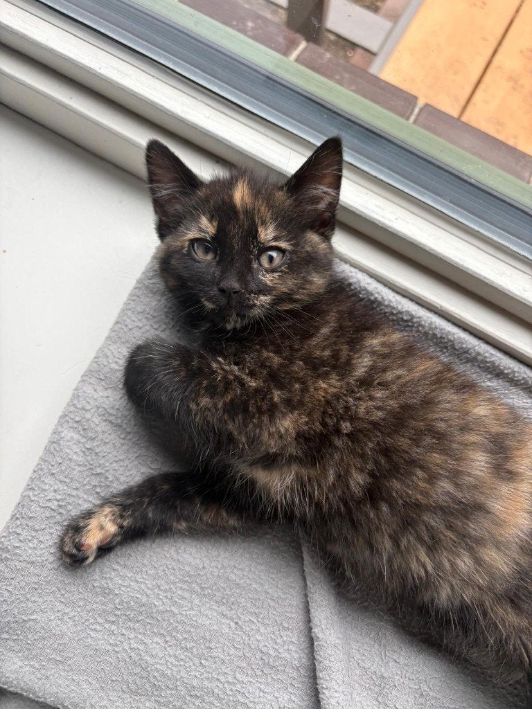 Knappe dame van 11 weken zoekt een gouden mandje, Dieren en Toebehoren, Poes, Kortharig, 0 tot 2 jaar
