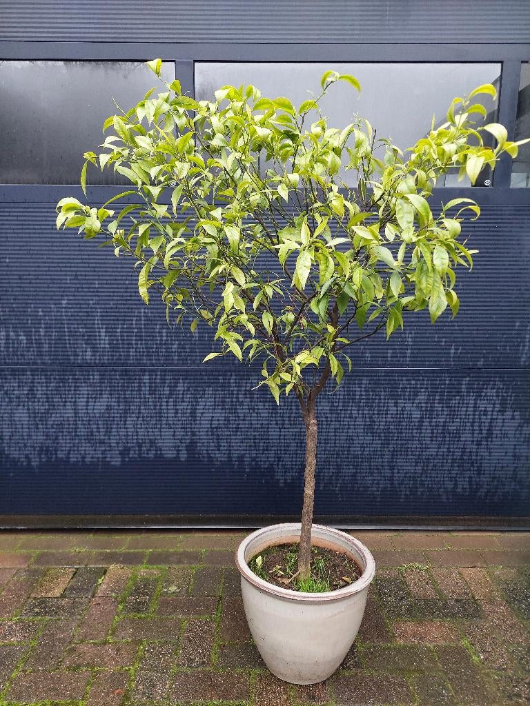 XL Citrus Sinensis - Sinaasappelboom H: 140 cm., Ophalen, Volle zon, Citroenboom, 100 tot 250 cm