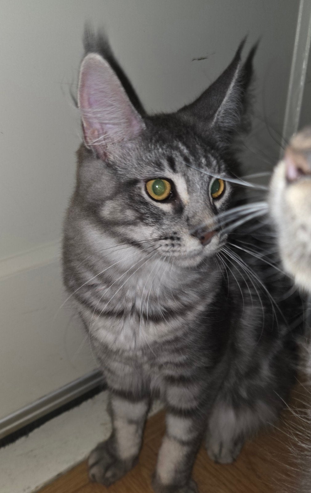 Maine Coon katertje, Kater, Met stamboom, 0 tot 2 jaar