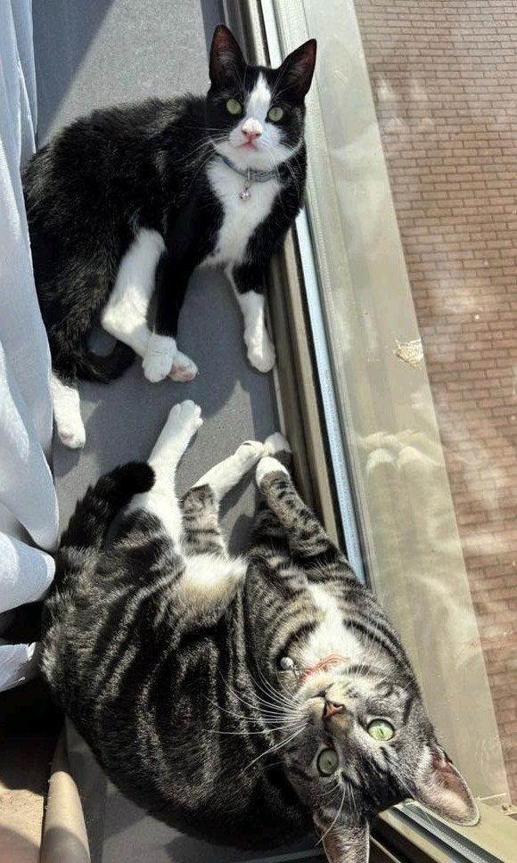 2 katten heel lief moeten weg wegens allergie 1 jaar oud., Poes