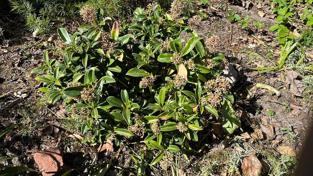 Skimmia ongeveer 10 stuks, Ophalen, Overige soorten, Minder dan 100 cm