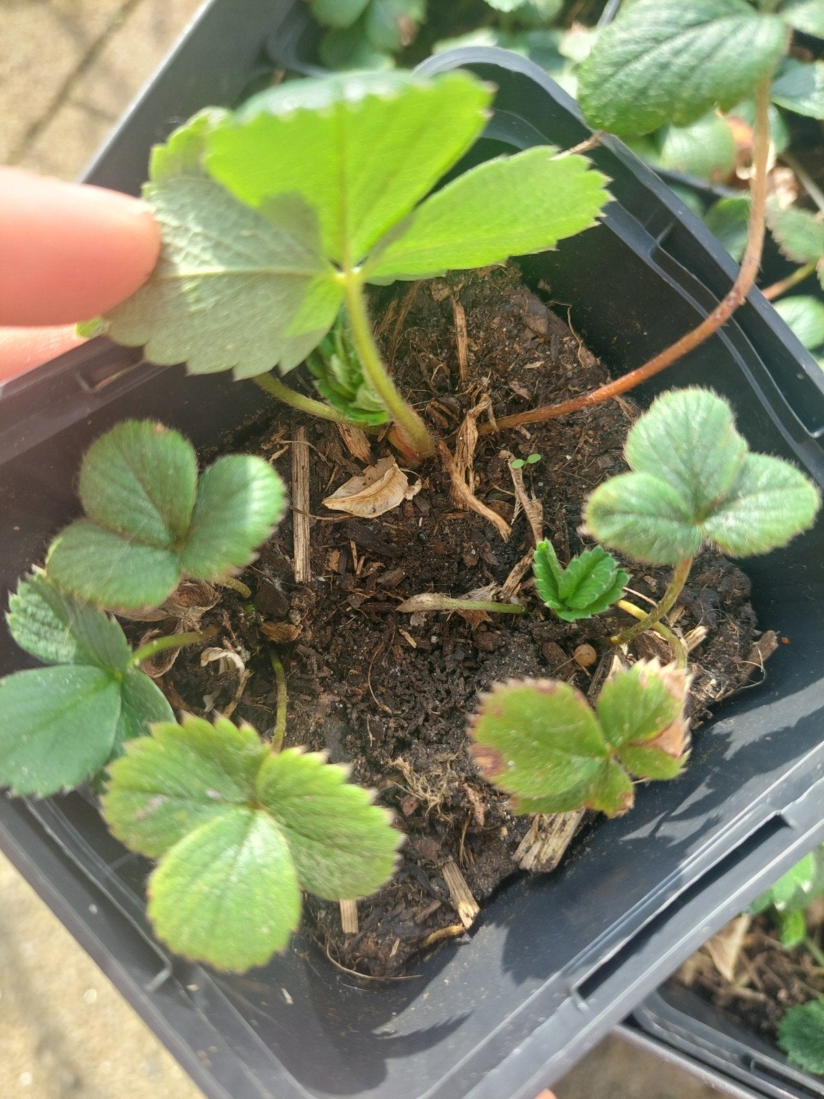 BIO Ananasaardbei stekjes, Vaste plant, Ophalen of Verzenden, Halfschaduw, Zomer