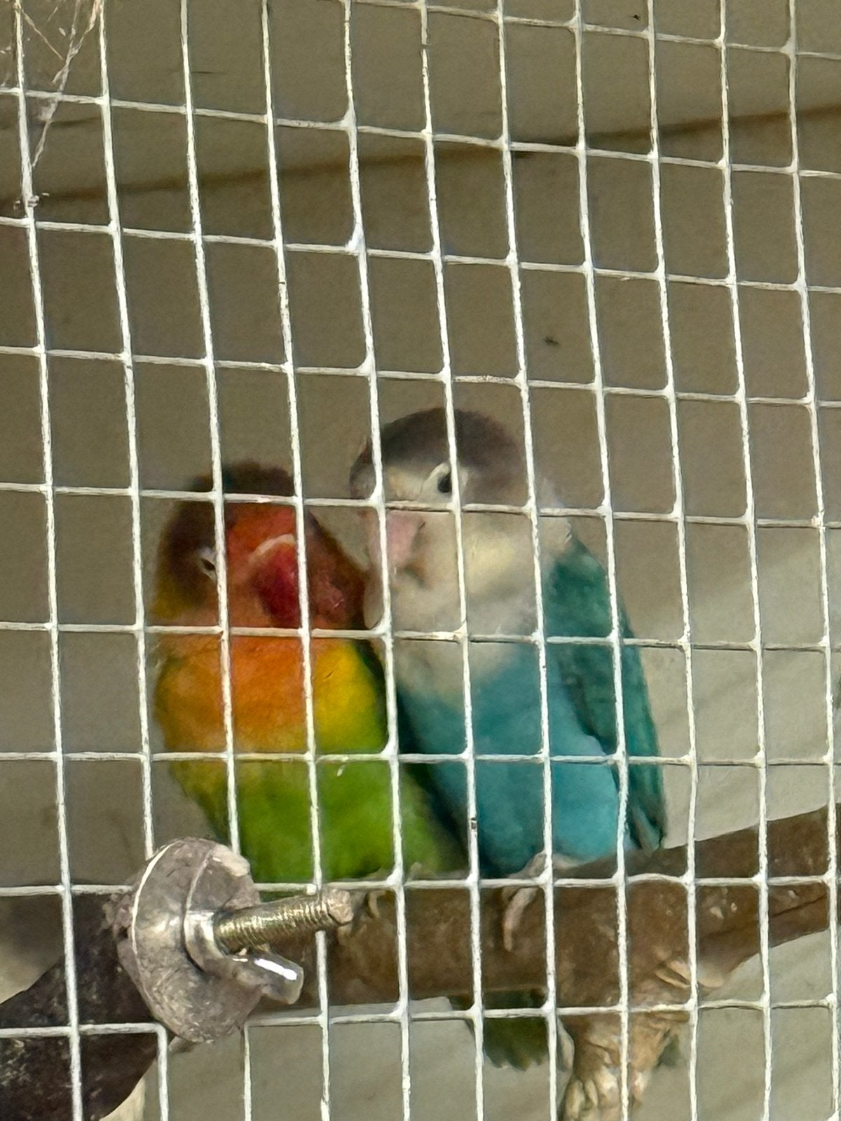 Bewezen koppel, Meerdere dieren, Papegaai