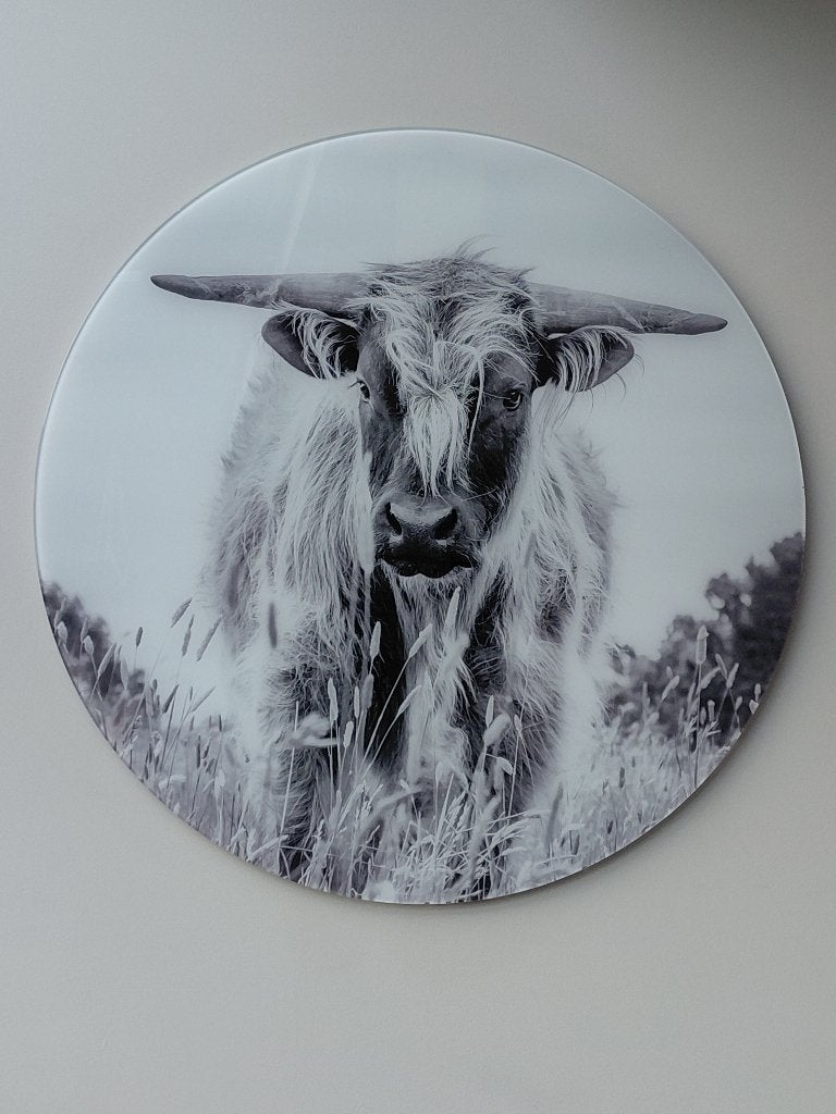 Schotse Hooglander op glas 70 cm rond, Ophalen, Zo goed als nieuw, 50 tot 75 cm, Schilderij