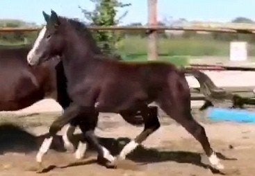 new forest hengstveulen - 1e premie, Dieren en Toebehoren, Hengst, Niet van toepassing, 0 tot 2 jaar